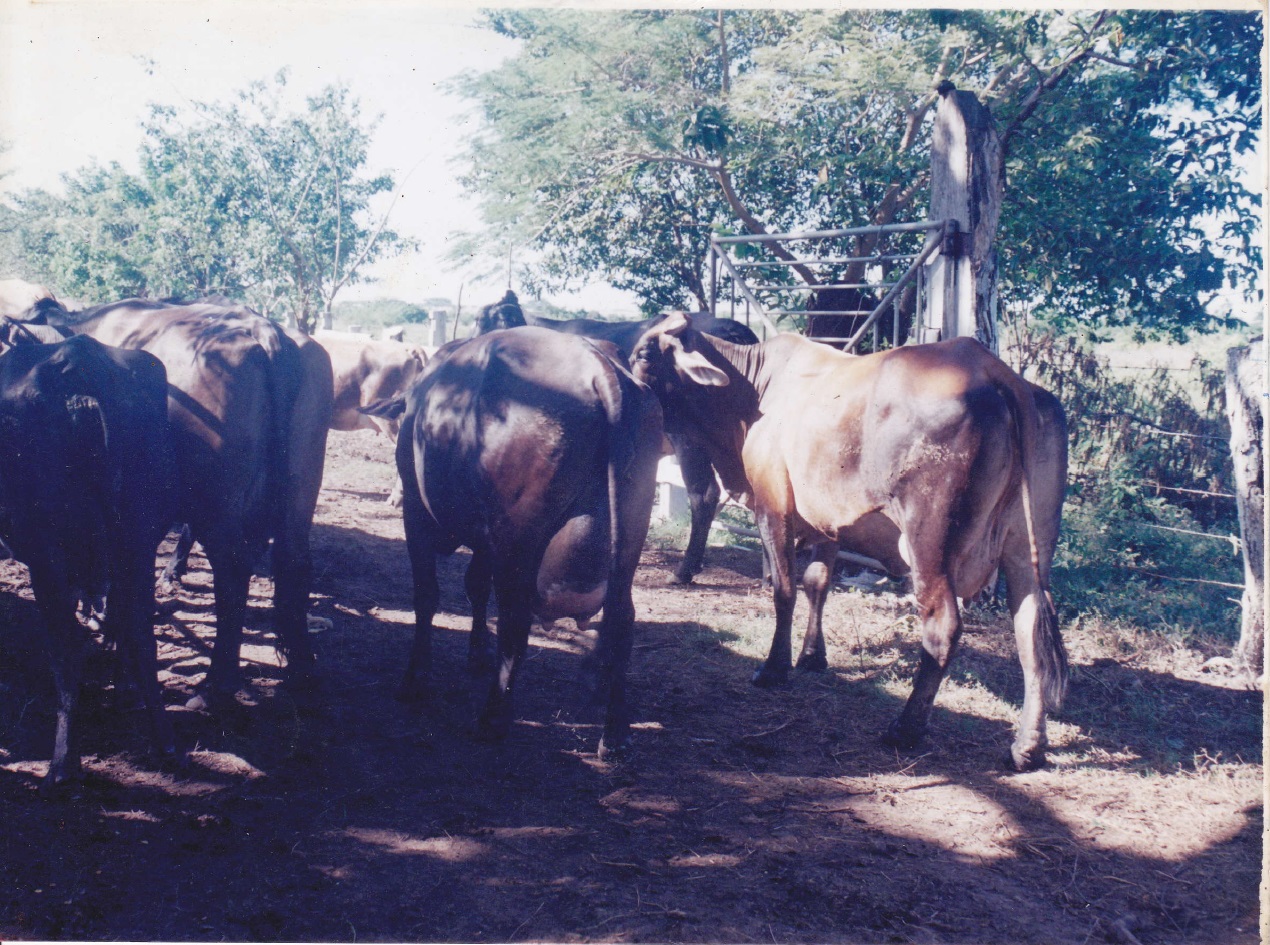 Granja con vacas y productos lácteos